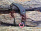 Cuchillo Tipo Karambit De COLORES Survivor Caceria W2-3D